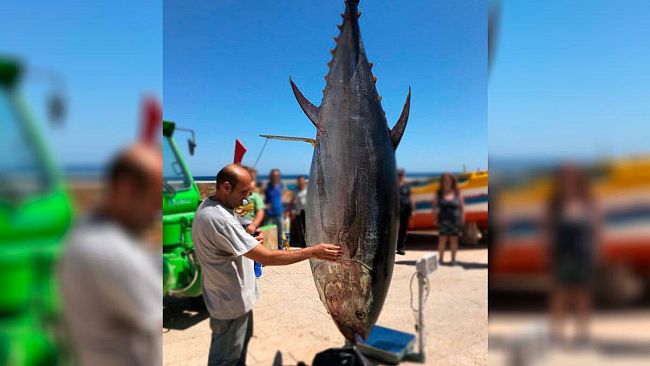 Marettimo, battuta di pesca fortunata: pescato un tonno da oltre 300 kg