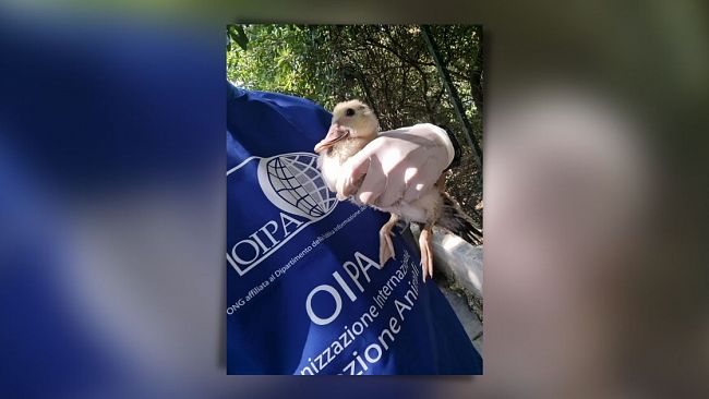 Trapani, trasferiti gli animali della Villa Margherita