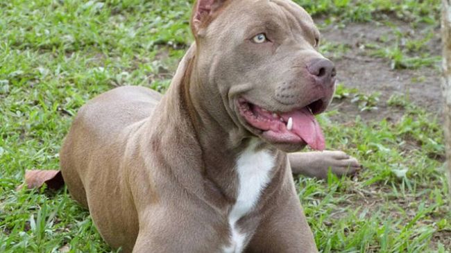 Mazara, bimbo azzannato da due pitbull, non è grave. Catturati i due molossi 