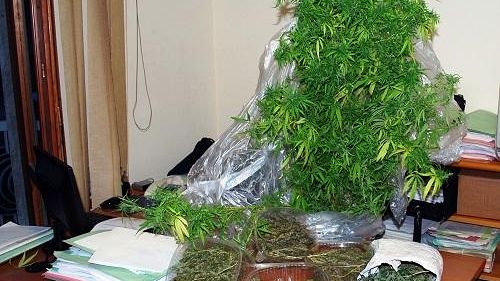 Mazara, coltivava cannabis-indica in c/da Bianca Serroni. Arrestato dalla squadra “Pegaso” del Commissariato di P.S.