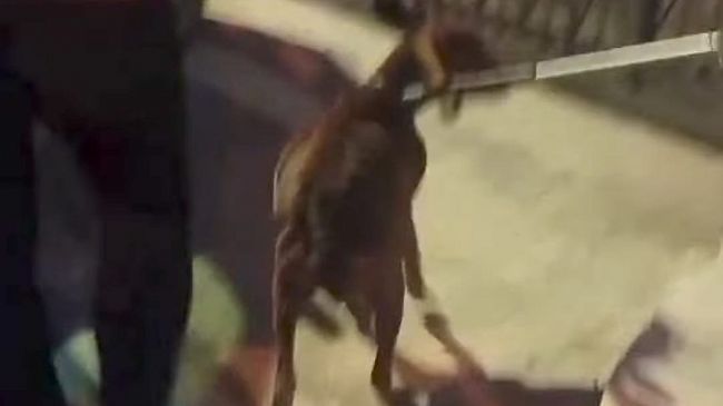 Mazara, cane chiuso in un recinto e denutrito. Salvato dalla Municipale. Assessore Casale: 