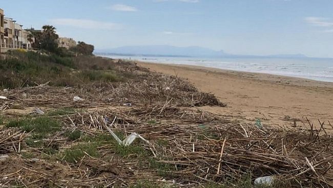  Stanziati 75mila euro per la rimozione delle canne dall’arenile di Tre Fontane
