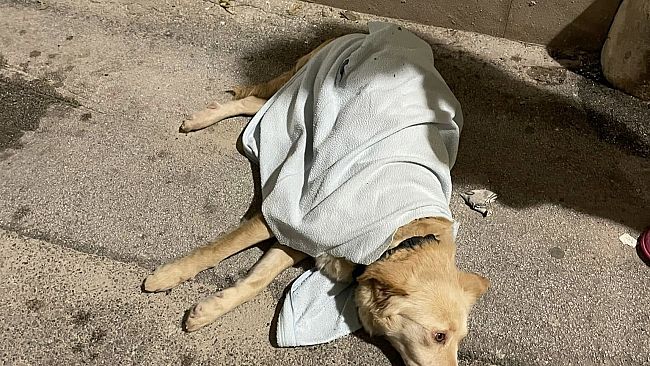 Trapani, cane precipita dal terzo piano: messo in salvo da volontari OIPA