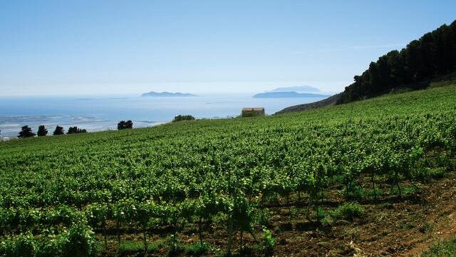 Erice, approvata dal Consiglio comunale la mozione a sostegno del settore vitivinicolo