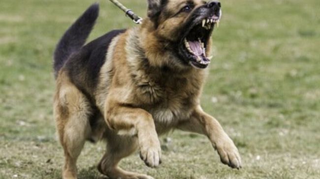 Mazara, anziano azzannato da un cane. Salvato dai medici dell’ospedale Ajello.
