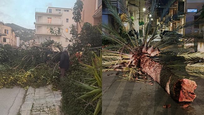 Forte vento: alberi caduti ad Alcamo e Giardinello