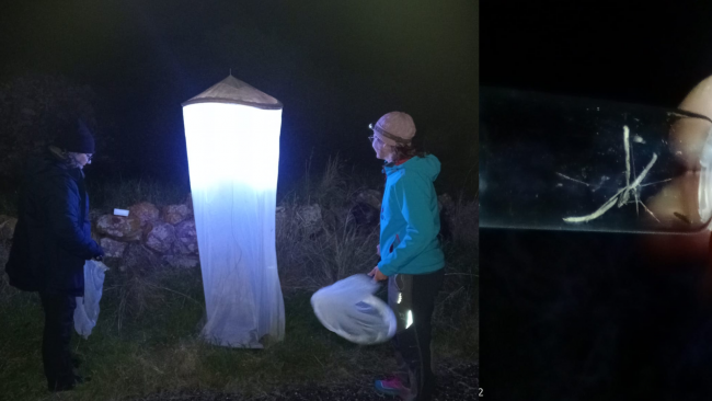 Monitoraggi notturni nel lago di Pantelleria per la ricerca di microfarfalle