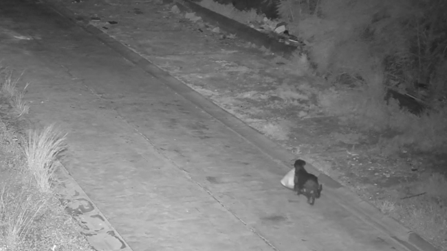 Addestra il cane a gettare sacchetto dei rifiuti nella discarica abusiva per eludere le telecamere di sorveglianza 