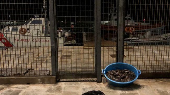 Operazione della Guardia Costiera contro la pesca di oloturie