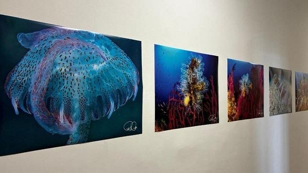 Pantelleria, nelle Giornate del Mare la mostra di foto subacquee di Paolo Minzi