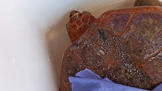 ​Valderice. Salvata una tartaruga Caretta Caretta ferita nelle acque di Bonagia 