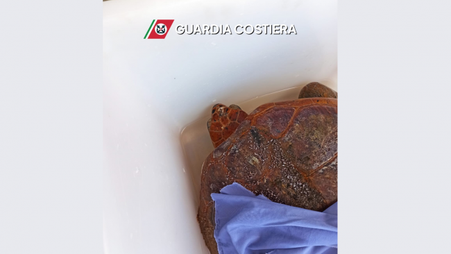 Capitaneria di Porto salva una tartaruga Caretta Caretta ferita nelle acque di Bonagia