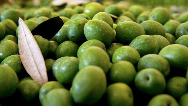 Filiera olivicola siciliana: Il Cofiol traccia il bilancio sullo stato di salute.