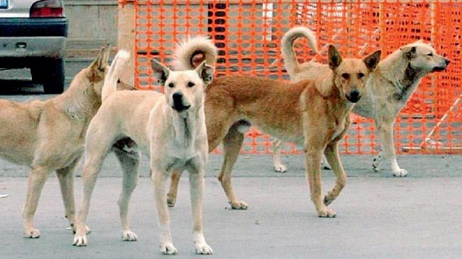 Simula di essere stato morso da un cane randagio, andrà a processo per tentata truffa ai danni del Comune