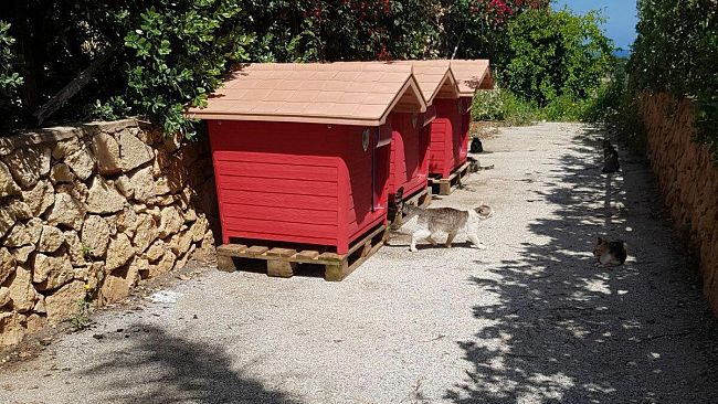 Arrivano a Custonaci le casette rifugio per i gatti randagi di Cornino