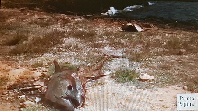 Carcasse di tonno abbandonate nel territorio mazarese, becera ed incivile usanza di questo periodo