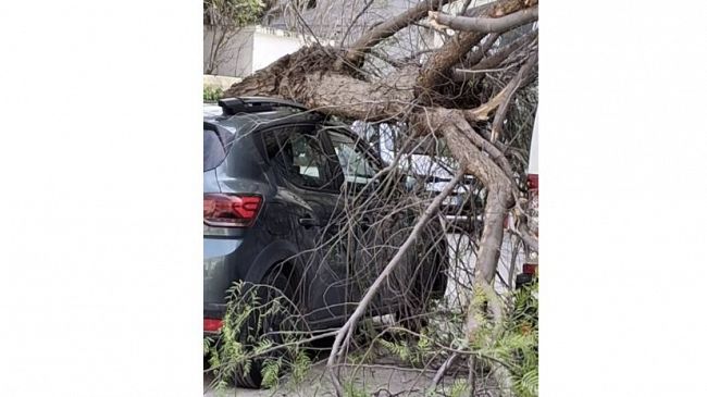 Marsala, il forte vento abbatte un albero in via Dante Alighieri: danneggiata un'auto 