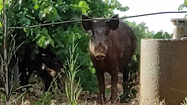 Mazara, presenza cinghiali nella zona di San Nicola. Ci scrive una cittadina    