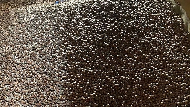 Agricoltura e non solo: “Nuciddi” dei Nebrodi: eccellenza sopraffatta dalle importazioni