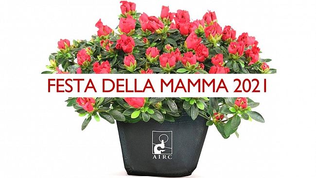 Tornano le azalee della ricerca