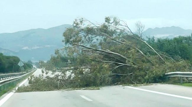 Paura sulla A29: albero crolla in carreggiata per il forte vento nei pressi di Partinico