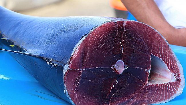 Consumo del tonno fresco in sicurezza, avviata dall'ASP Trapani campagna informativa e di controlli 