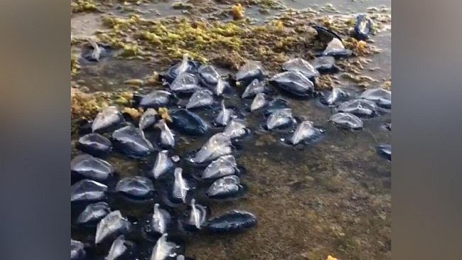 Torretta Granitola, “spiaggiati” esemplari di “velella velella”. Cos’è e perché accaduto.