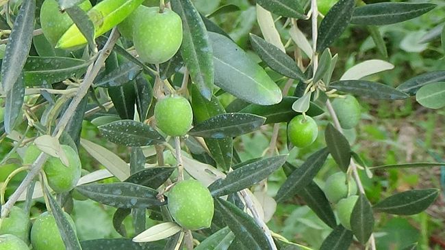 Agricoltura e non solo: Olive Arabe da podio