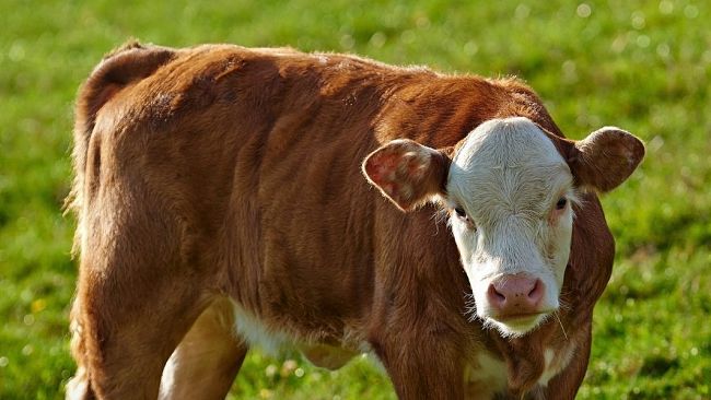 Vitello in palio, il dietrofront alla Festa del Ss. Crocifisso: a Calatafimi vincono le proteste animaliste