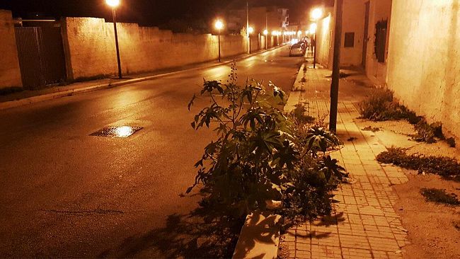 video-mazara-cespugli-diventati-alberi-lungo-molte-strade-cittadini-verde-pubblico