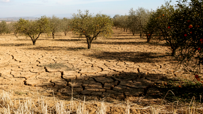 Siccità 2024, dalla Regione 35 milioni per agrumi, olivo, mandorlo e pistacchio. Domande entro il 10 ottobre