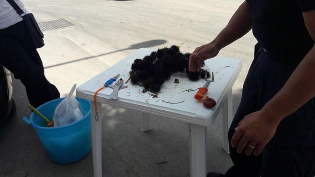 Sequestro ricci di mare illecitamente commercializzati su strada