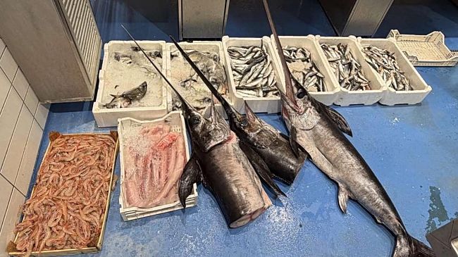 Trapani, sequestrati 105 kg di pesce senza tracciabilità: sanzioni per 6.000 euro