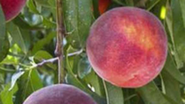 Agricoltura  e non solo : pesche, il mercato si arricchisce di tre nuove qualita’