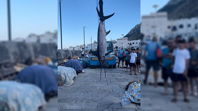 Marettimo, pescato un pesce spada di 229 kg