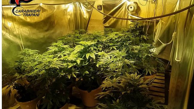 Valderice, un arresto per coltivazione di Marijuana e spaccio di droga