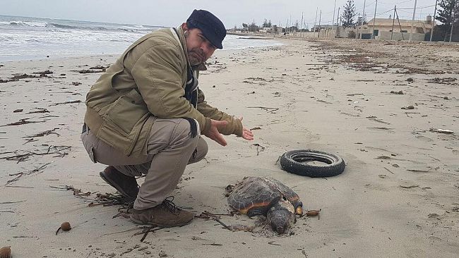 VIDEO – Mazara, anche una tartaruga morta nel degrado e abbandono di Tonnarella