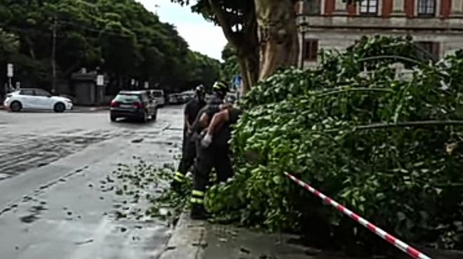 ​Eritrine cadute a Trapani, “chiediamo trasparenza su tempi e modalità delle potature”