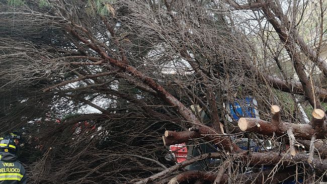 Paura a Borgetto, cade un grosso albero. Danni ma nessun ferito