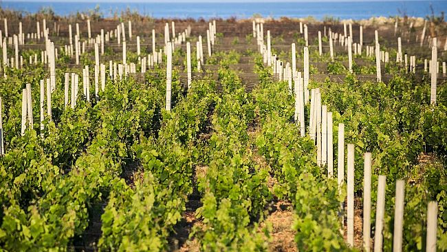 ​Agricoltura, grido d’allarme dei Guardiani del Territorio