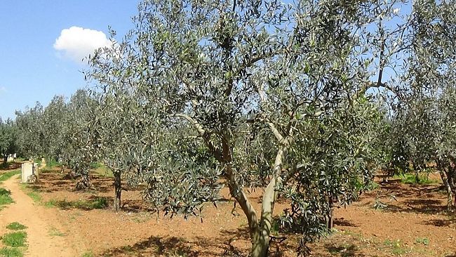 Quattro chiacchiere con… un albero d’ulivo