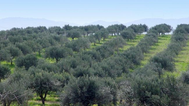 Lotta alla mafia, per i beni confiscati è nata la cooperativa “Rita Atria”
