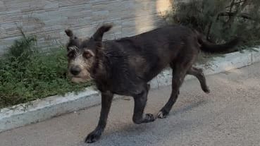 Cane avvelenato a Kartibubbo, la condanna del sindaco Castiglione