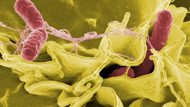 Salmonella nell'acqua potabile: emergenza nei Comuni del Belice  
