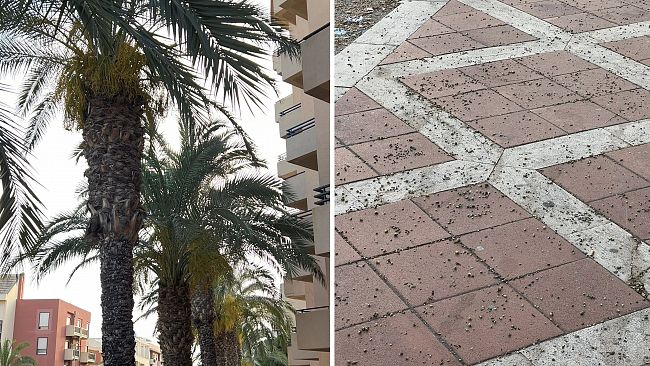 ​Erice, sollecitata la potatura delle palme in via Manzoni