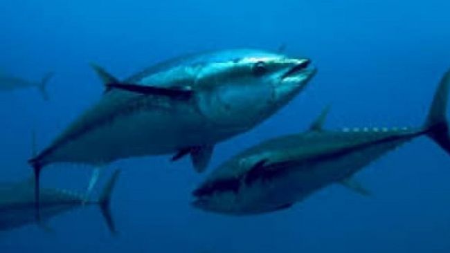 A rischio campagna pesca tonno rosso 2023 per imprese siciliane e pescatori