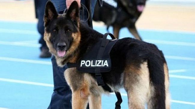 Nascondeva 2 pistole nella cinta dei pantaloni. Arrestata 31enne 