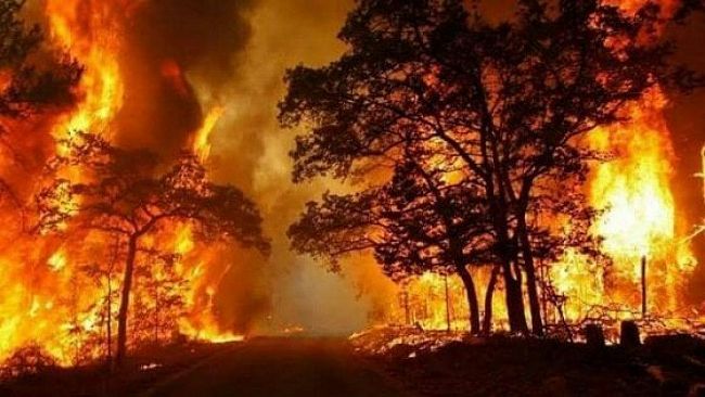 Incendi. Le proposte di Legambiente Sicilia