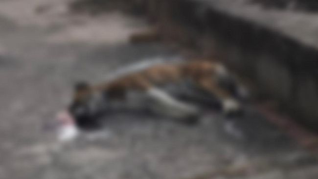Gibellina, Trovato cane senza vita. Sospetto esche avvelenate