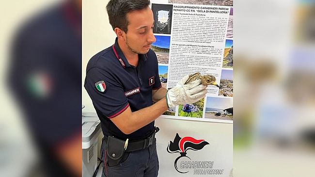 Pantelleria: salvato dai carabinieri un esemplare di occhione ferito